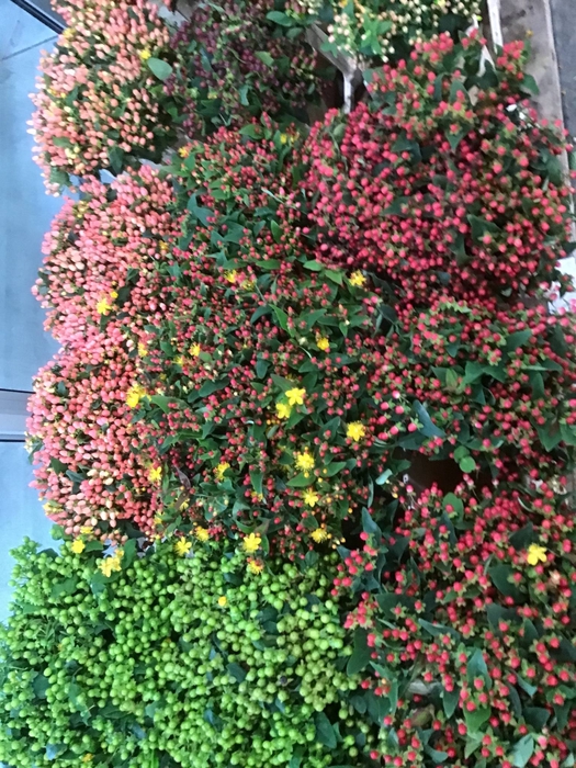 <h4>HYPERICUM SONSTIG</h4>