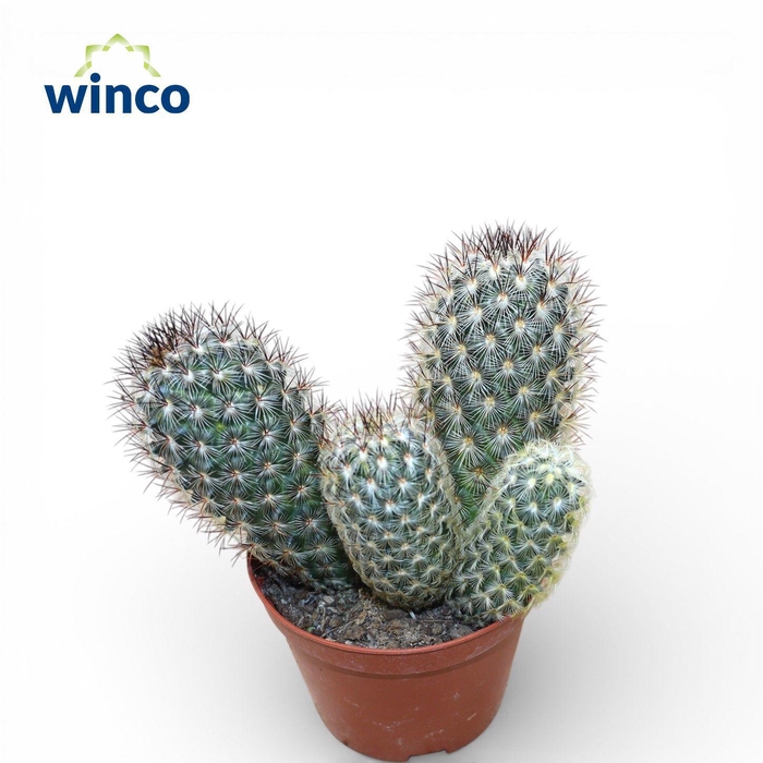 <h4>Mammillaria Microhelia Group</h4>