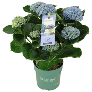 Hydrangea Macrophylla blauw 5-6, Magical Revolution