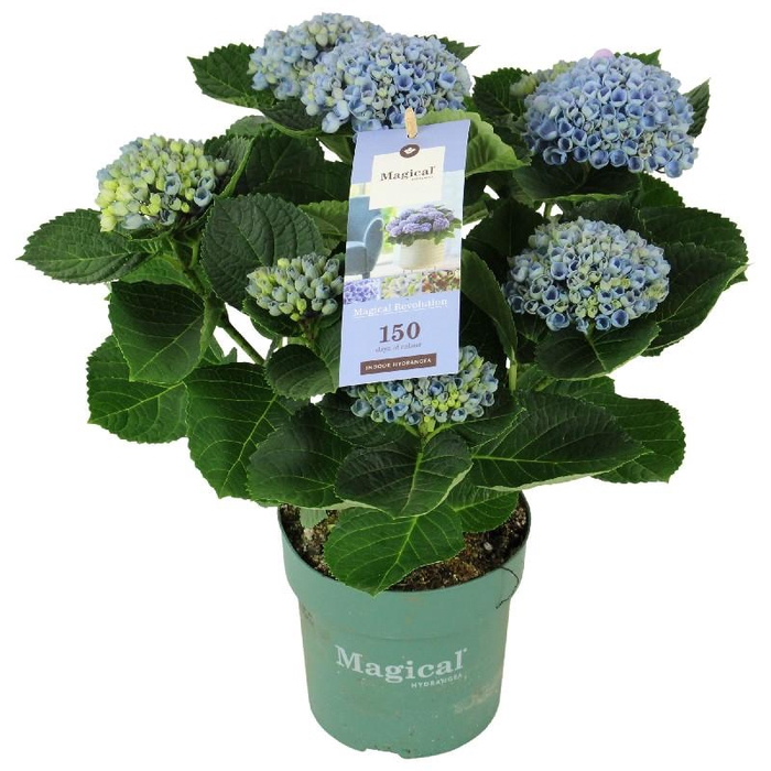 Hydrangea Macrophylla blauw 5-6, Magical Revolution
