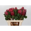 Protea Cynaroides Madiba