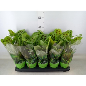 Maranta leuc. 'Kerchoveana'