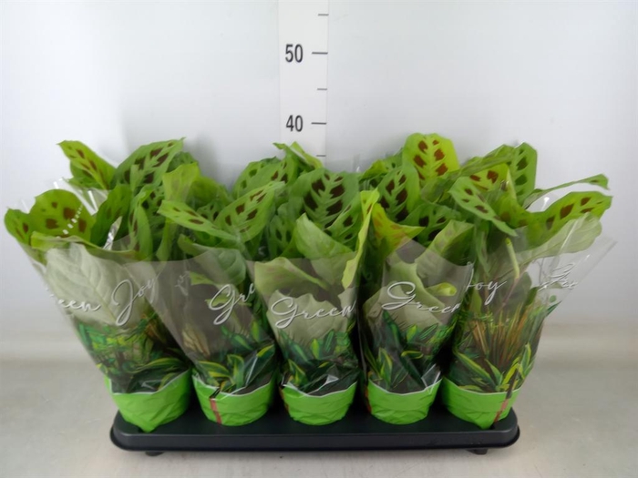 <h4>Maranta leuc. 'Kerchoveana'</h4>