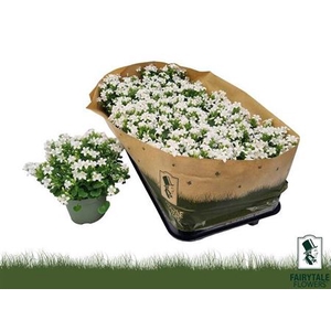 Campanula portenschlagiana White PKMp03