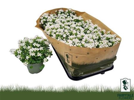 <h4>Campanula portenschlagiana White PKMp03</h4>