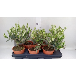 Olea europaea