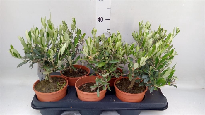 <h4>Olea europaea</h4>