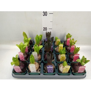 Hyacinthus orie.   ...mix 6
