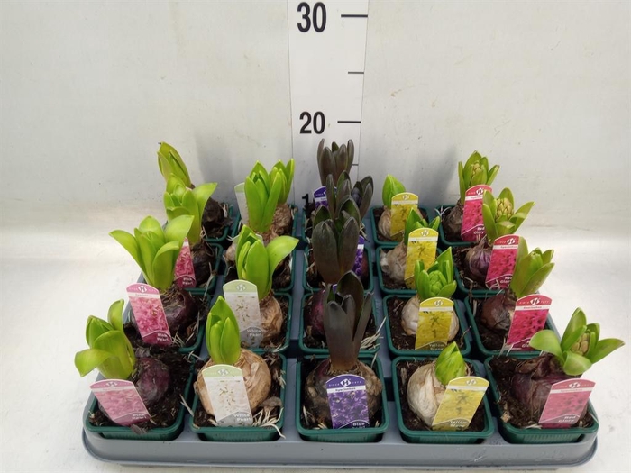 <h4>Hyacinthus orie.   ...mix 6</h4>