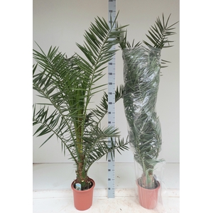 PHOENIX CANARIENSIS