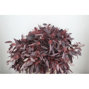 Euca Populus Berry 300gr Abs Red P Bunch