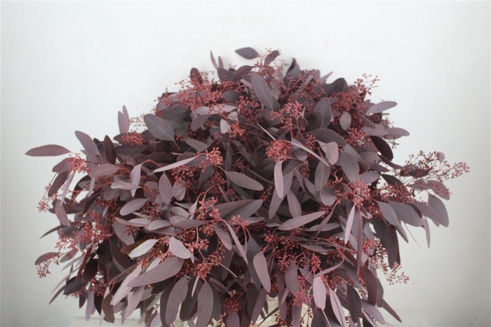 <h4>Euca Populus Berry 300gr Abs Red P Bunch</h4>