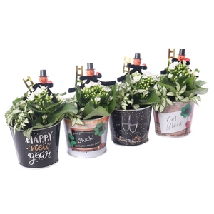 Kalanchoe wit 6 cm met fitonia in zinken silvester pot