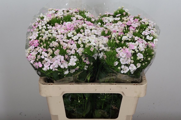 <h4>Di Barb Amazon Pink Super</h4>