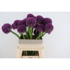 ALLIUM GIGANTHEUM