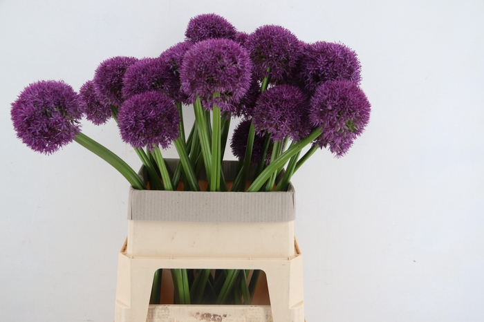 <h4>ALLIUM GIGANTHEUM</h4>