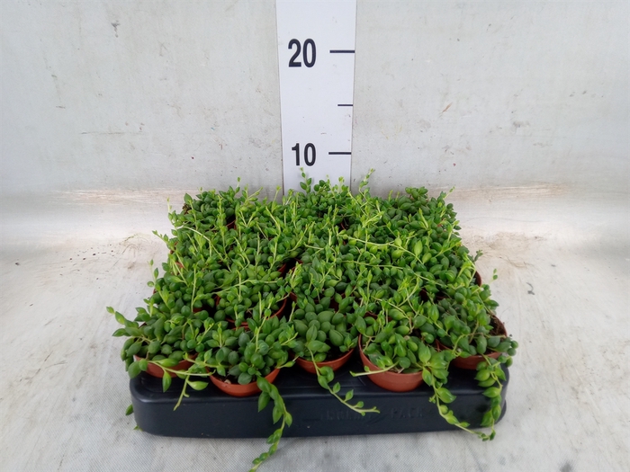 <h4>Senecio herreianus</h4>