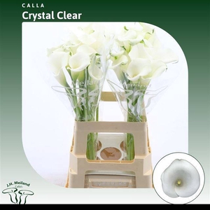 ZANT CRYSTAL CLEAR