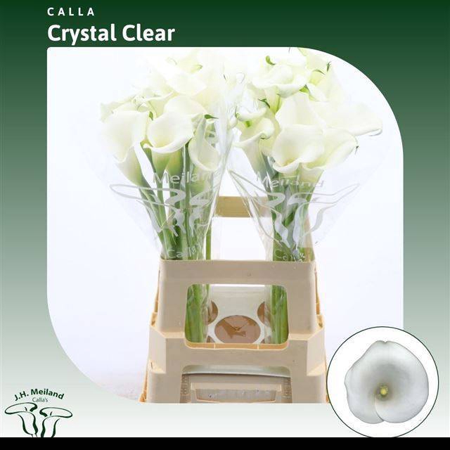 <h4>ZANT CRYSTAL CLEAR</h4>