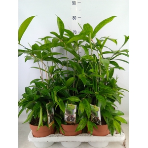 Dracaena surculosa