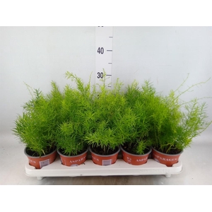 Asparagus dens. 'Sprengeri'