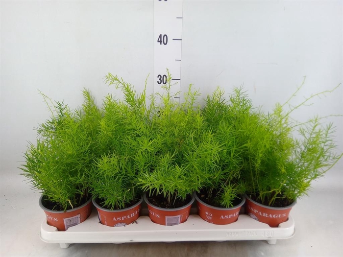 <h4>Asparagus dens. 'Sprengeri'</h4>