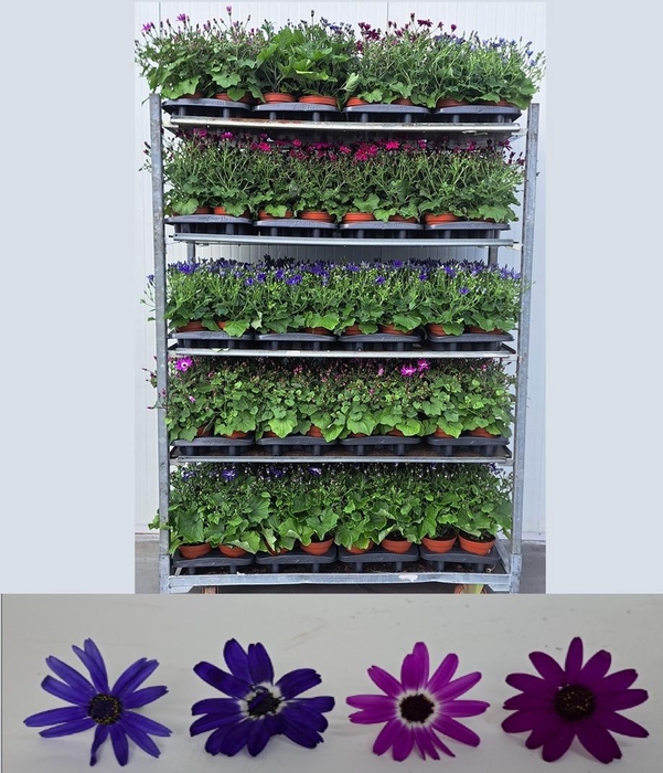 arr8 Peri C Pop! Mixk 1 Kleur Per Tray