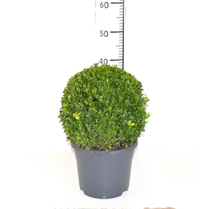 Buxus sempervirens 28cm Bol