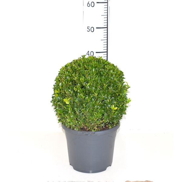 <h4>Buxus sempervirens 28cm Bol</h4>