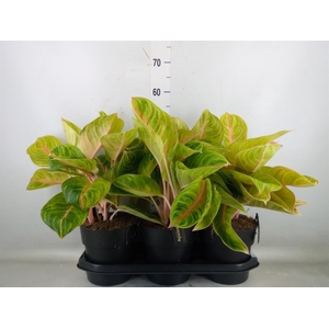 Aglaonema   ...