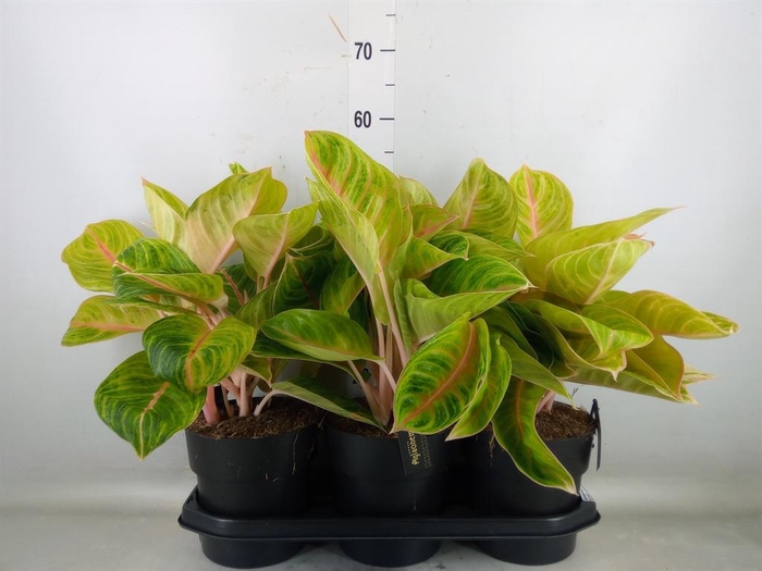<h4>Aglaonema   ...</h4>