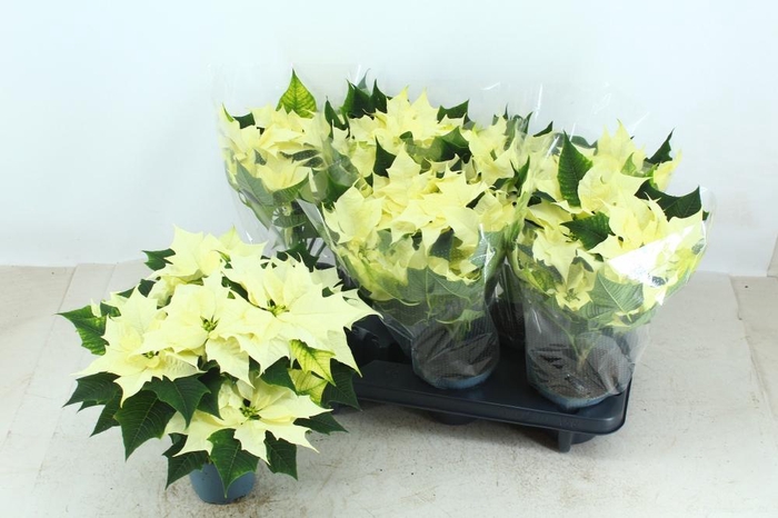 <h4>EUPHOR P ALASKA</h4>