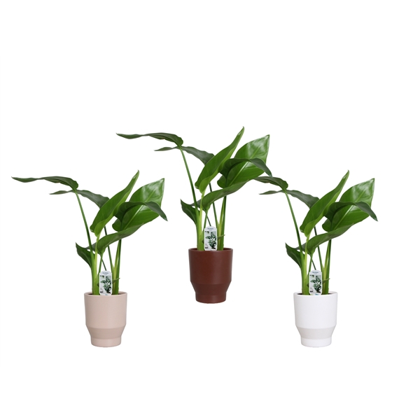 <h4>Strelitzia nicolai 2 stek 45-55cm in Lugano keramiek</h4>