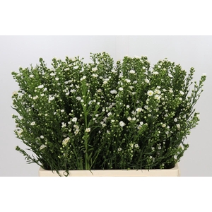 Aster Paquita