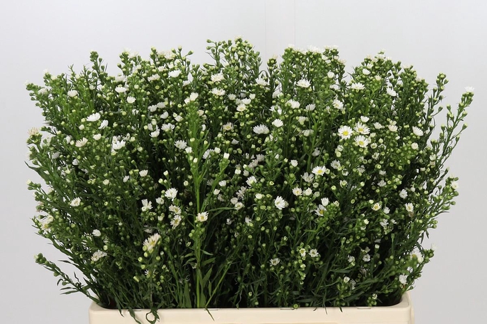 <h4>Aster Paquita</h4>