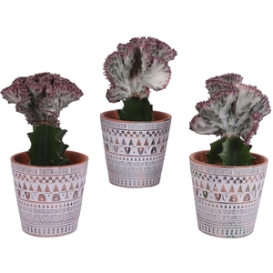 Euphorbia Lactea Ø12cm in Ø14cm Ceramic Pot Inca
