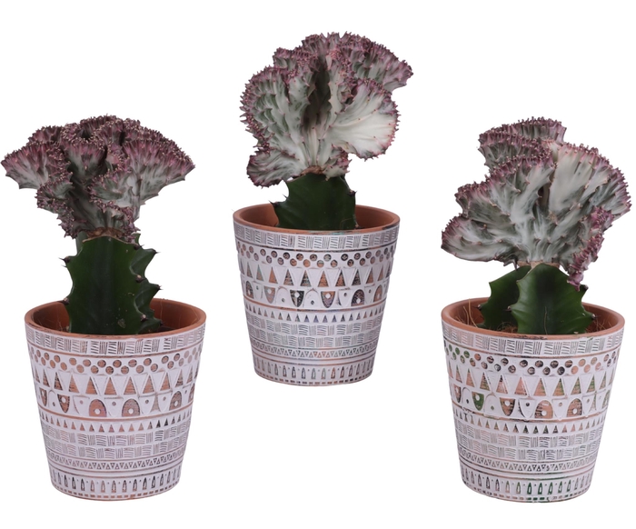 <h4>Euphorbia Lactea Ø12cm in Ø14cm Ceramic Pot Inca</h4>