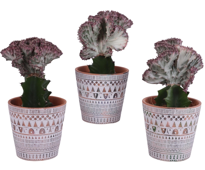 <h4>Euphorbia Lactea Ø12cm in Ø14cm Ceramic Pot Inca</h4>