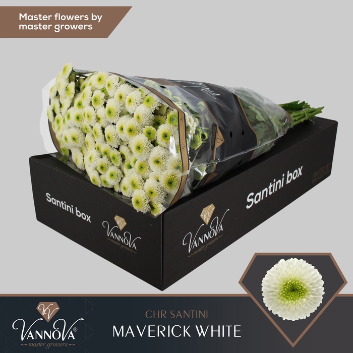 <h4>Chrysanten Chr S Maverick White</h4>