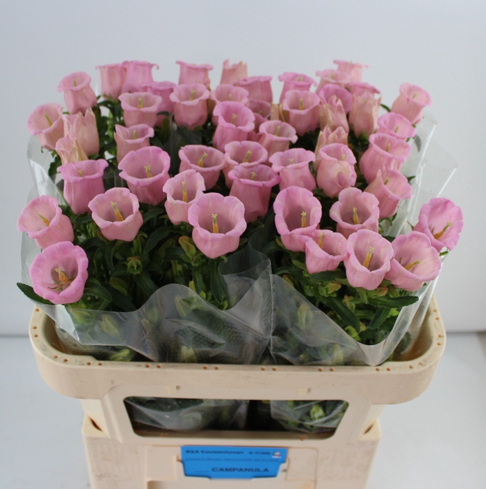 <h4>CAMP M PEARL PINK</h4>