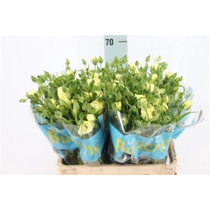 Ranunculus Butterfly Litai Light Yellow 70cm