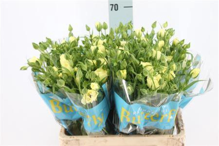 Ranunculus Butterfly Litai Light Yellow 60cm