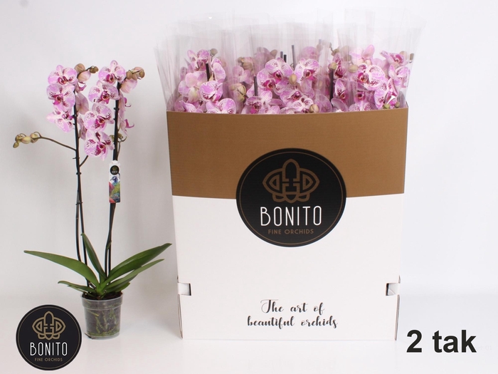 <h4>PHAL AN SEVILLA</h4>