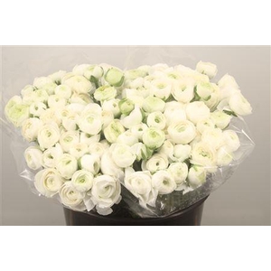 Ran. Elegance White Extra