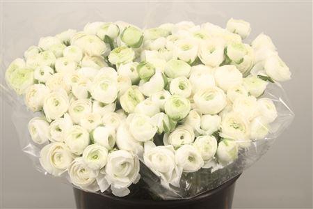 <h4>Ran. Elegance White Extra</h4>