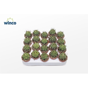 Gymnocalycium Saglyonis