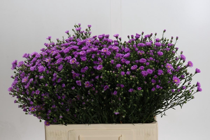 <h4>Aster Casarosa</h4>