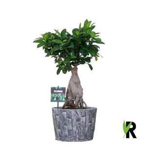 Ficus micr. Ginseng in keramiek leisteen ompot