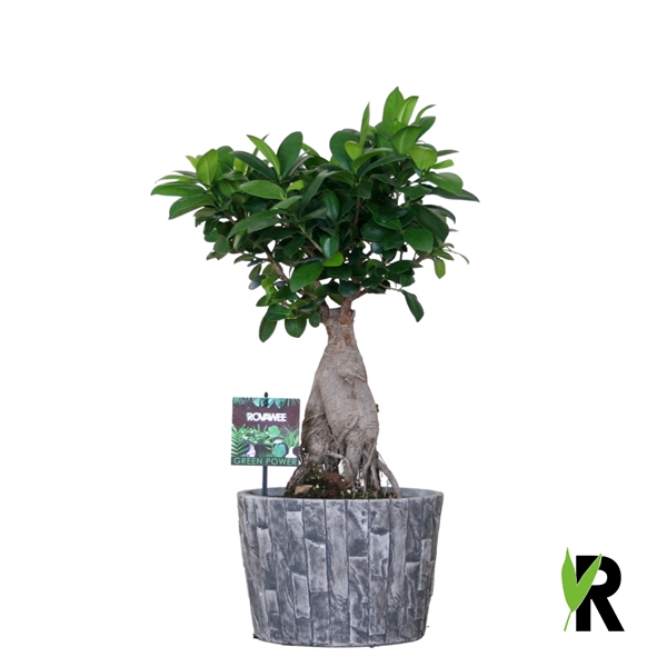 <h4>Ficus micr. Ginseng in keramiek leisteen ompot</h4>