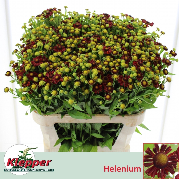 <h4>HELEN MOERHEIM BEAUT</h4>